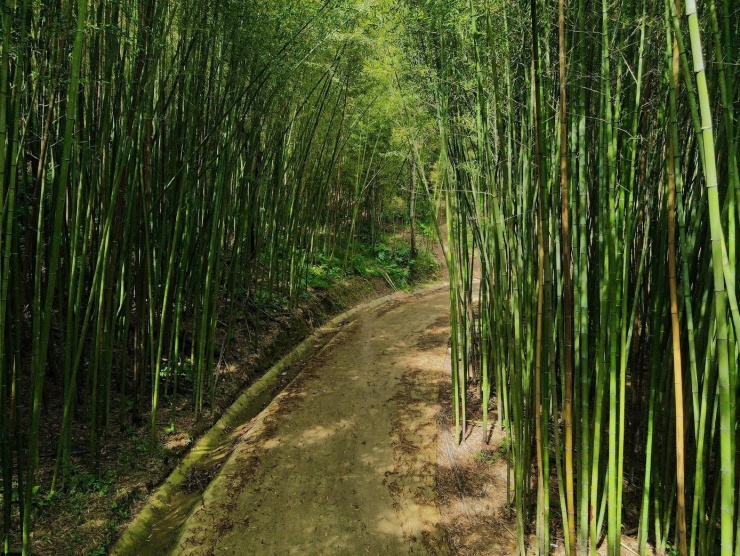 “Mở khóa” rừng trúc xanh mướt tại Cao Bằng đẹp như phim, không kém gì Nhật Bản - 1