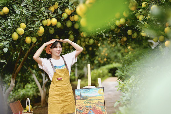 Vườn cam trĩu quả ở phường Vân Sơn thu hút du khách đến "check - in". Ảnh: H.T.