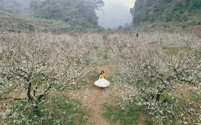 Những ngày giáp Tết, du khách đến Mộc Châu dễ dàng say lòng trước vẻ đẹp thanh khiết của thiên nhiên. Hàng nghìn héc ta rừng mận đều đồng loạt nở hoa. Cả thung lũng như được dệt bằng dải lụa trắng ngần, mỏng manh mà rực rỡ, ôm trọn núi đồi trong vẻ đẹp tinh khôi, dịu dàng. Ảnh: H.T.
