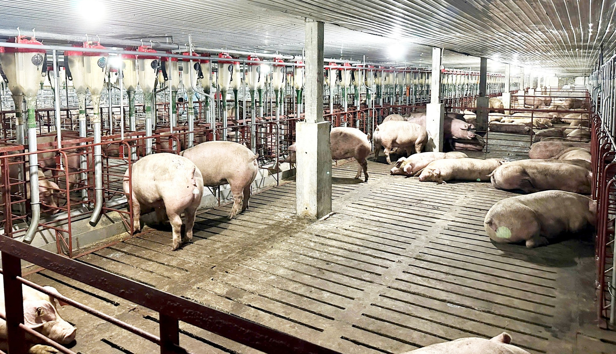 chăn nuôi - Ảnh 1.