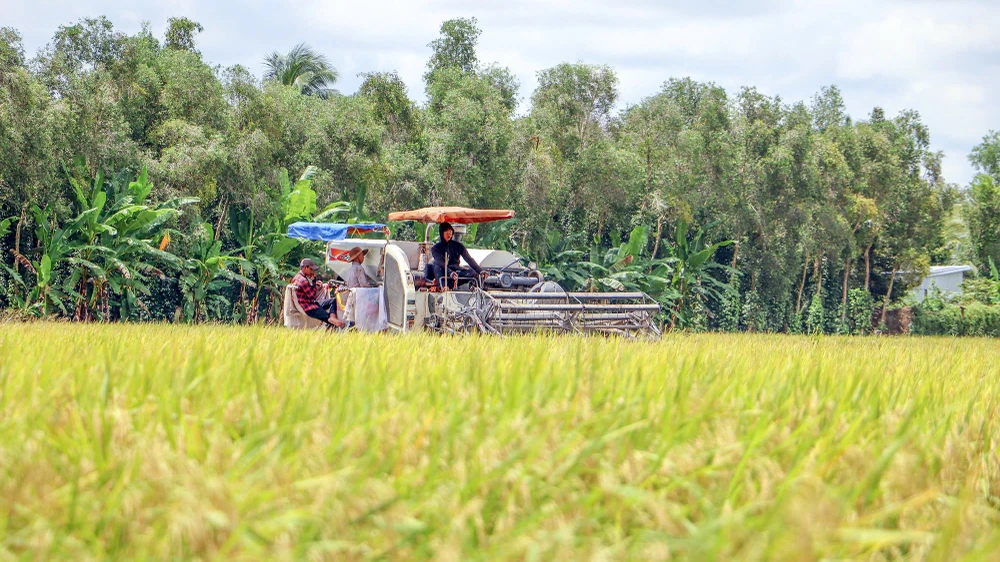 Thu hoạch lúa ở miền Tây. Ảnh minh họa: CTV doi-tien-coc-mua-lua-1.jpg