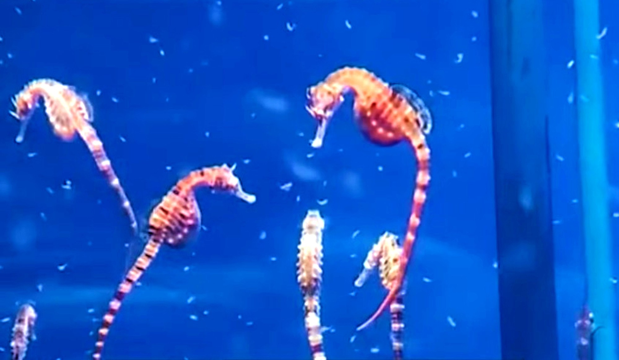 Năm Ngọ kể chuyện cá ngựa bố mang thai- Ảnh 1.