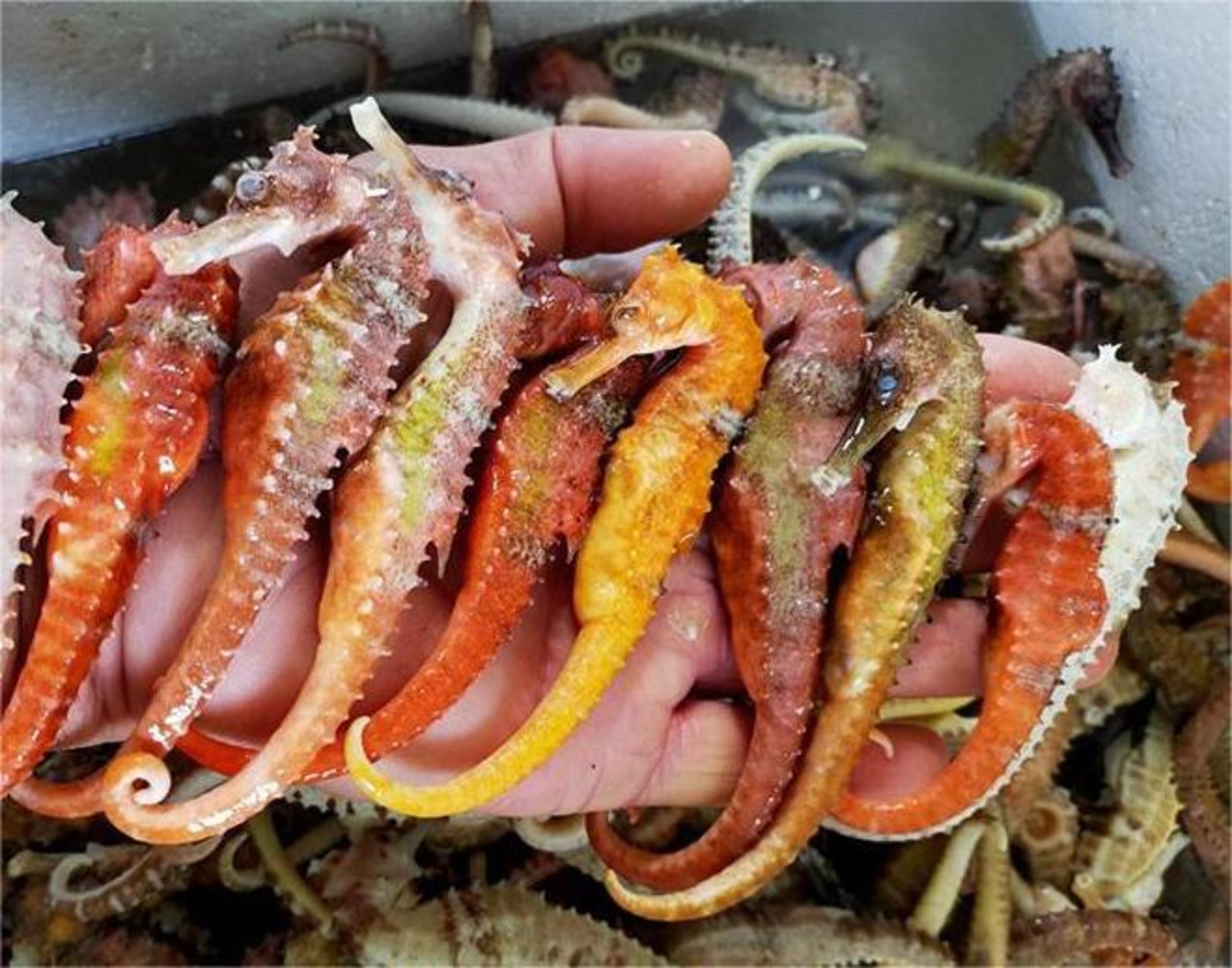 Năm Ngọ kể chuyện cá ngựa bố mang thai- Ảnh 2.