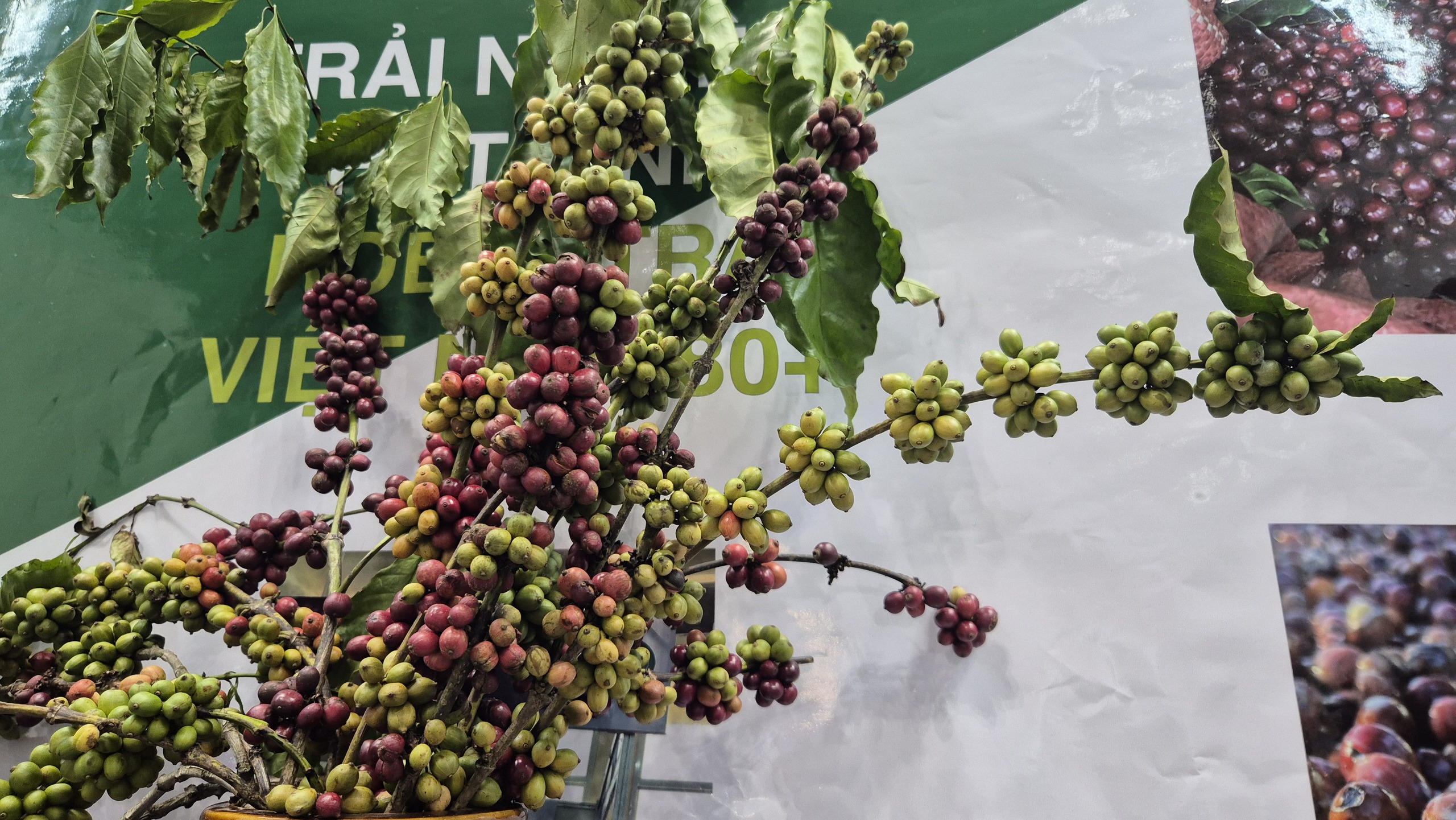 Năm hoàng kim của cà phê Việt Nam với giá trị xuất khẩu kỷ lục 9 tỉ USD năm 2025 - Ảnh 3. Năm hoàng kim của cà phê Việt Nam với giá trị xuất khẩu kỷ lục 9 tỉ USD năm 2025 - Ảnh 3.