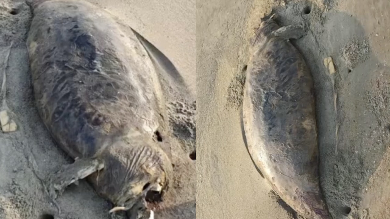 “Nàng tiên cá” đã tuyệt chủng vừa tái xuất? Phát hiện xác sinh vật bí ẩn dài 1,5 mét, phần đầu đã phân hủy- Ảnh 1.