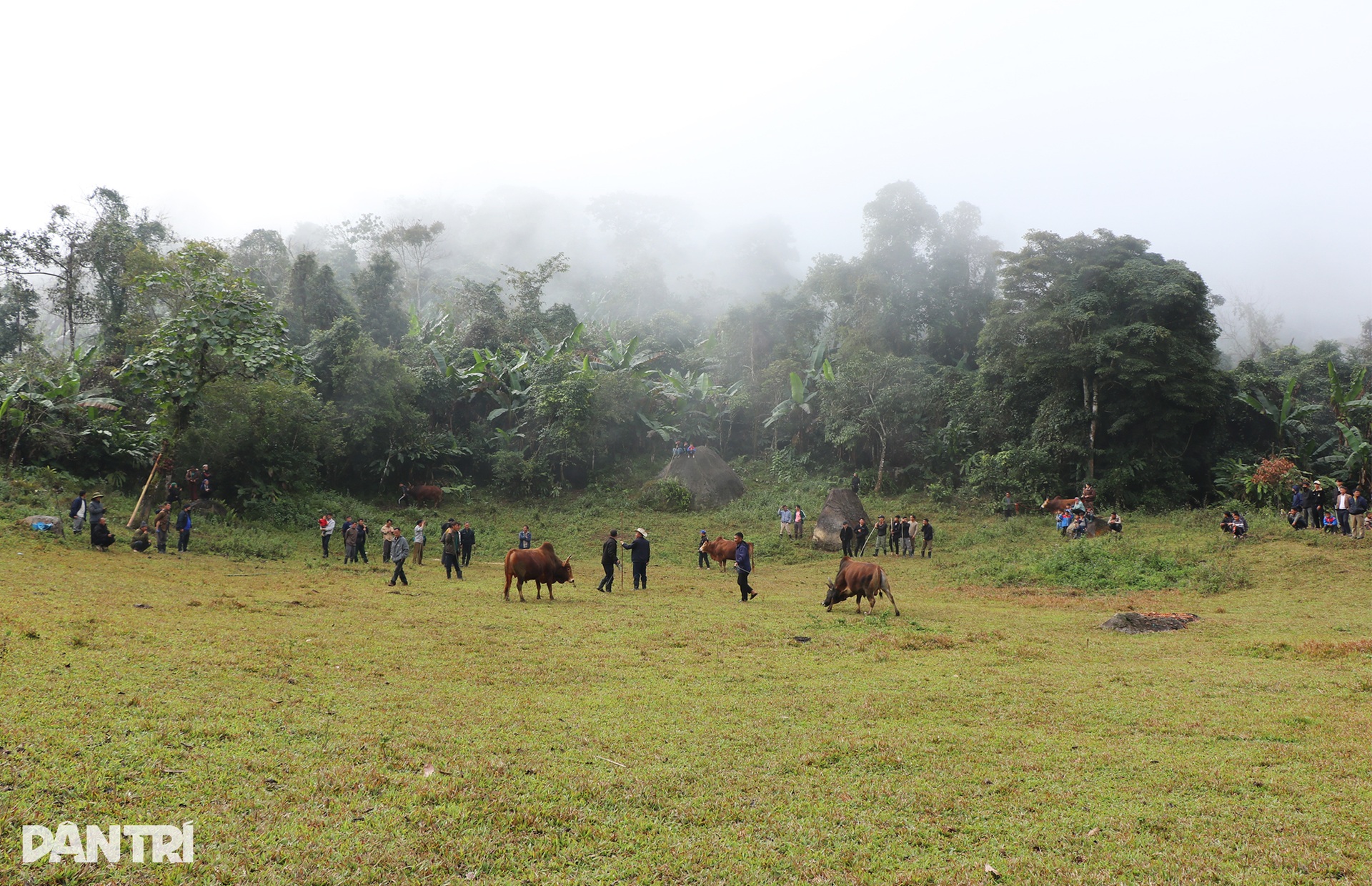 Ngày xuân, lên núi xem bò chận - 1