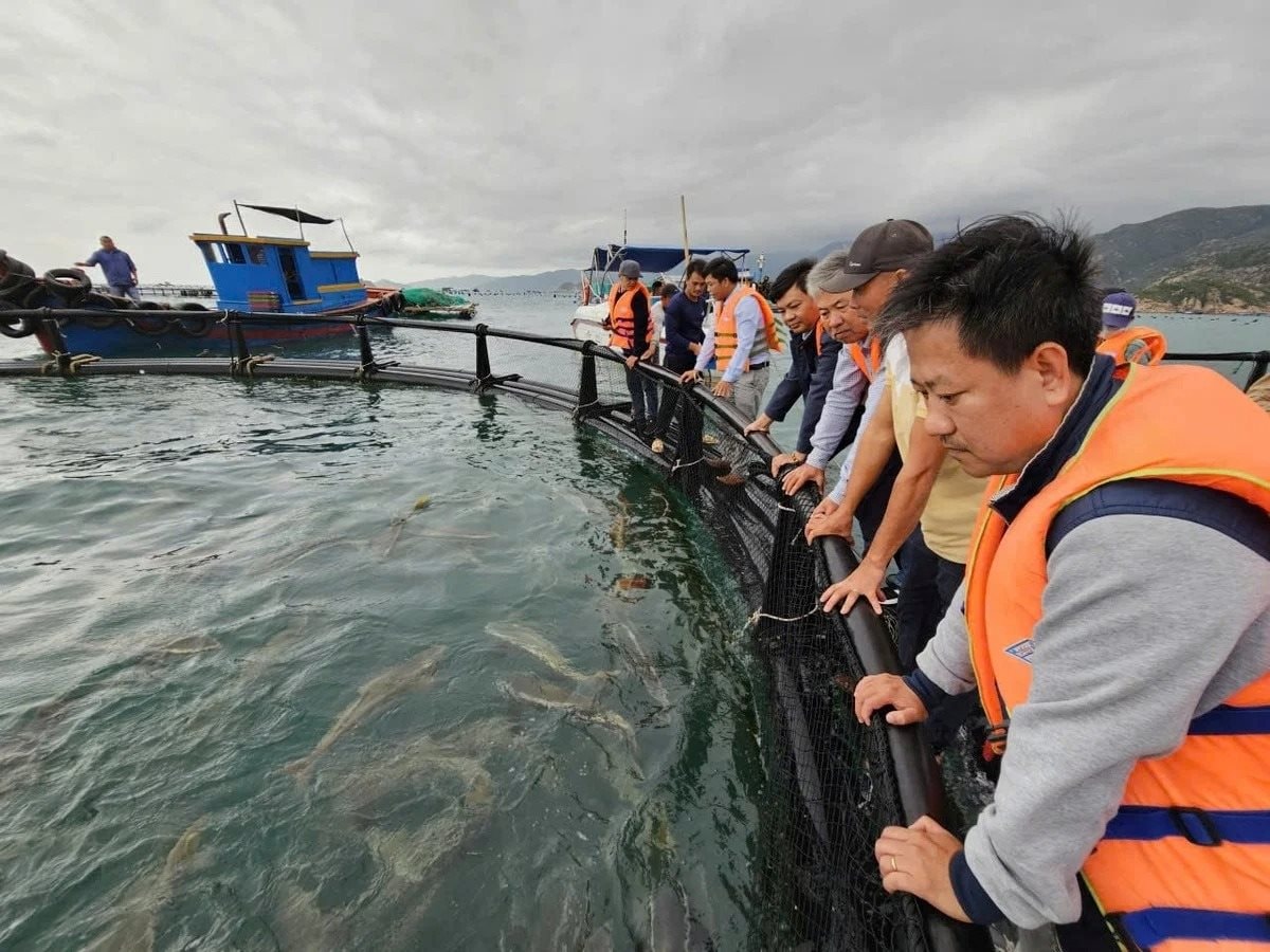 Dùng chiếc lồng kỳ diệu, ngư dân nuôi cá mú lãi gấp 3 lần, hàng trăm triệu đổ về túi- Ảnh 1.