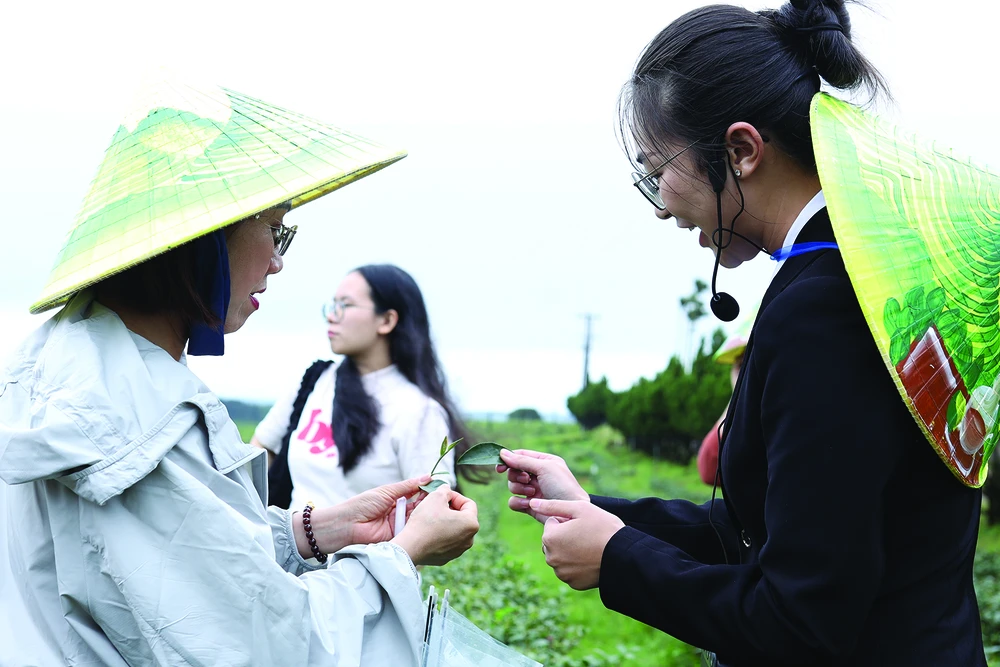 Trà Việt dần khẳng định vị trí trên bản đồ quốc tế. Ảnh: LINH PHƯƠNG