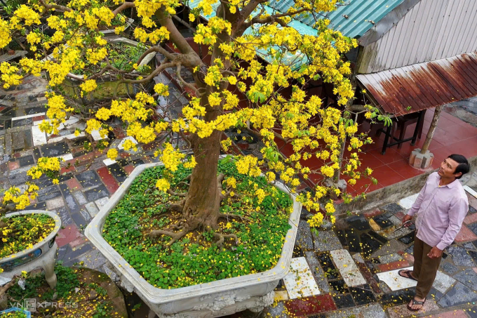 Anh Nguyễn Đắc Hùng, bên gốc Hoàng mai cổ thụ hơn 150 tuổi đang bung nở. Ảnh: Võ Thạnh