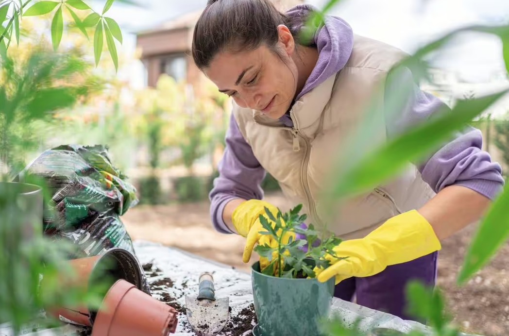 Sai lầm khi trồng cây trong chậu khiến cây nhanh chết: Người mới rất dễ mắc phải- Ảnh 1.