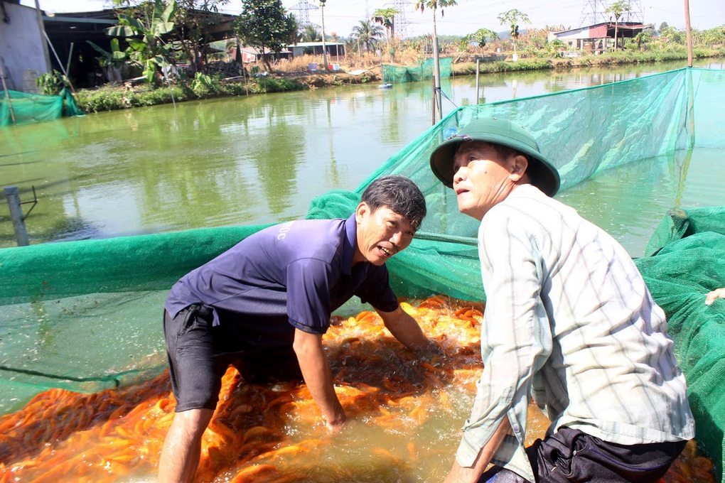 Người nuôi cá chép cúng ông Công ông Táo thấp thỏm chờ khách dù được mùa - 1