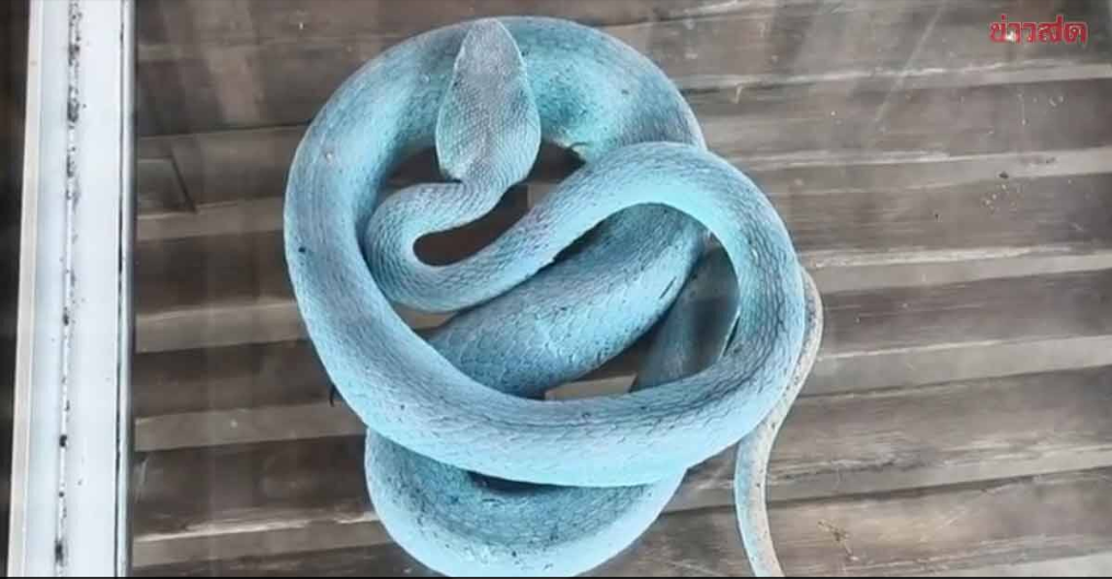 Người phụ nữ bắt rắn xanh lam 