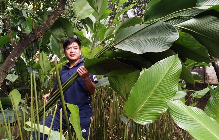 Người trồng lá dong ở Hưng Yên hối hả vào vụ Tết, đóng hàng xuất đi trời Tây- Ảnh 1.