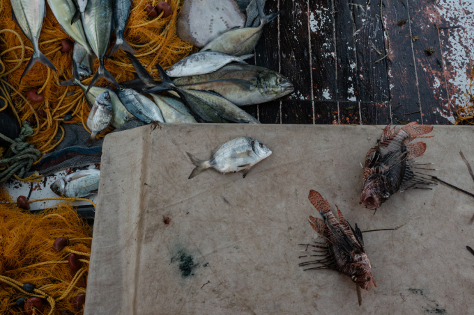 Hai con cá sư tử xuất hiện trong mẻ cá mà Pavlos Liaros, chủ quán ăn trên đảo Elafonisos, đánh bắt được. Ảnh: Washington Post