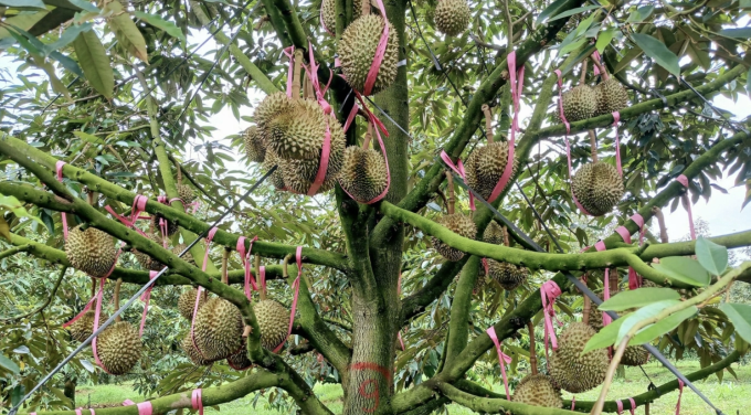 Vườn sầu riêng của Hoàng Anh Gia Lai. Ảnh: Thi Hà