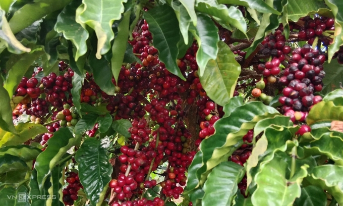 Vườn cà phê nhà chị Hạnh tại xã Đăk Hà mùa vụ 2025-2026. Ảnh: Linh Đan