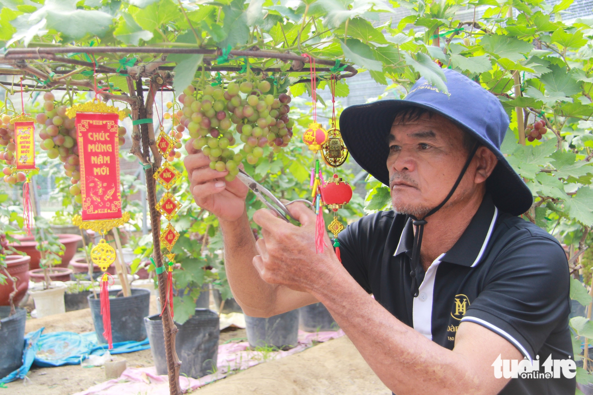 Nho cảnh Ninh Thuận 'trĩu lộc' đón Tết Bính Ngọ, nhà vườn tất bật giao khách - Ảnh 1.