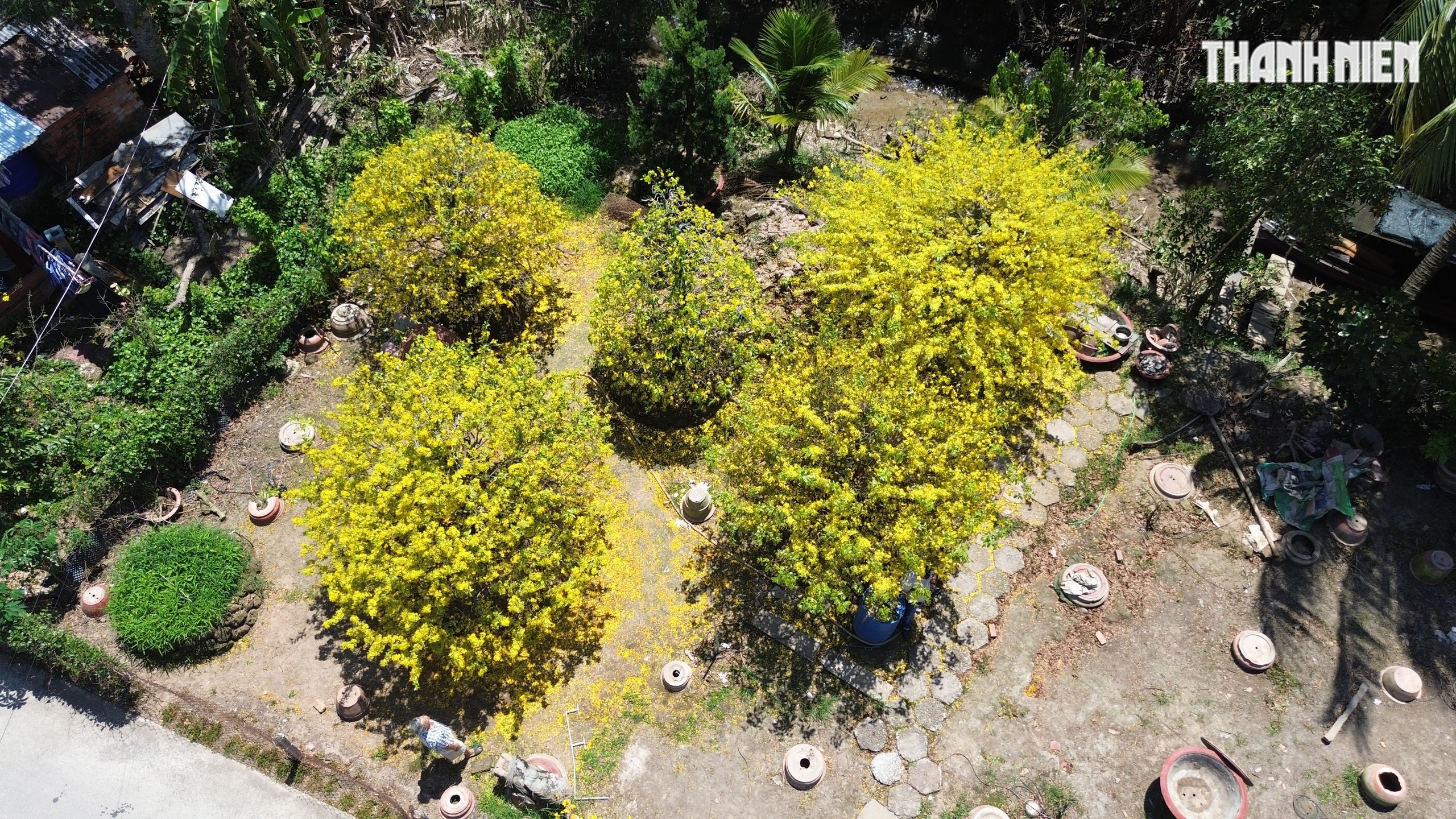 Những cây mai 'may mắn' ở Làng mai vàng Phước Định- Ảnh 1.