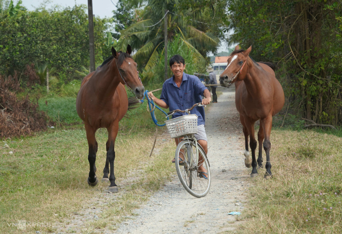 Ông Huỳnh Văn Lào dắt hai con ngựa nhập chủ gửi nhờ chăm sóc ra bãi cỏ. Ảnh: Hoàng Nam