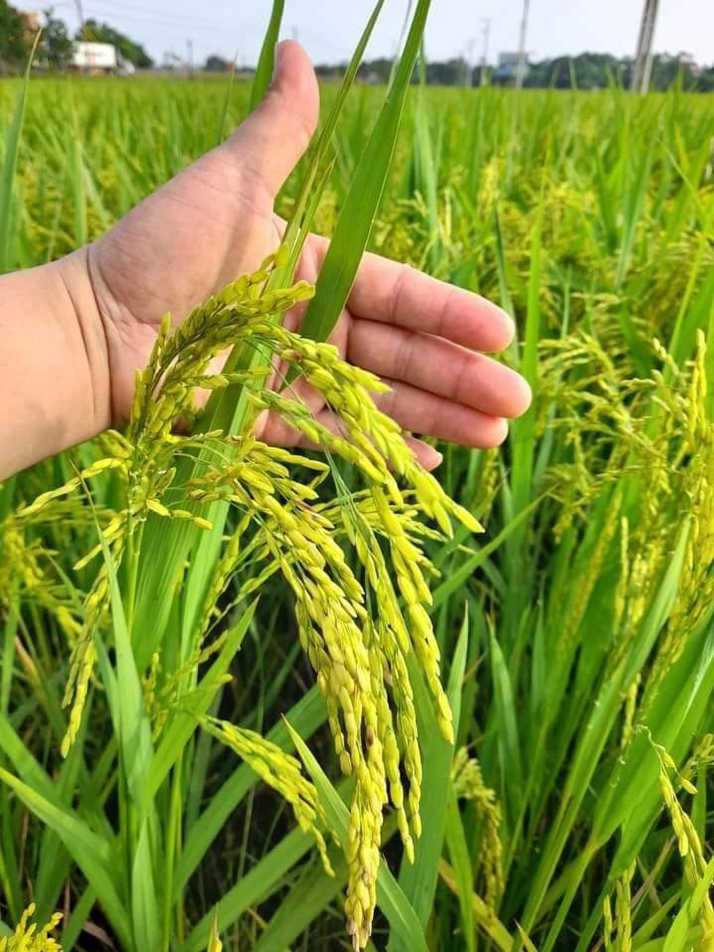 Những giấc mơ xuân - Ảnh 1.