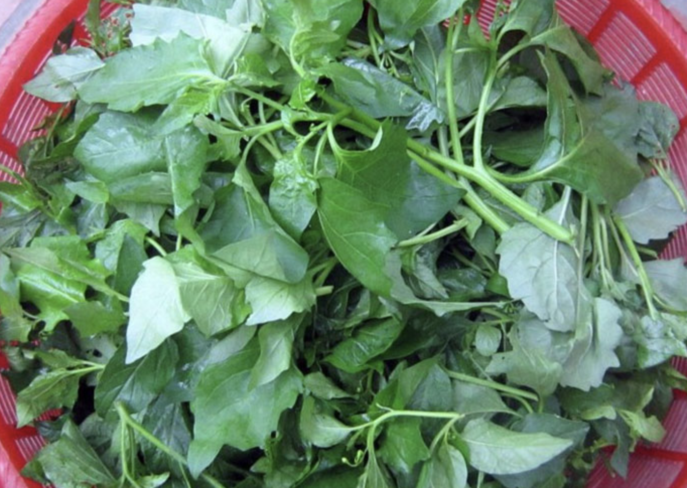 sức khỏe - Ảnh 1.