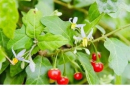 Loại cây mọc hoang được ví như “thần dược” cho gan