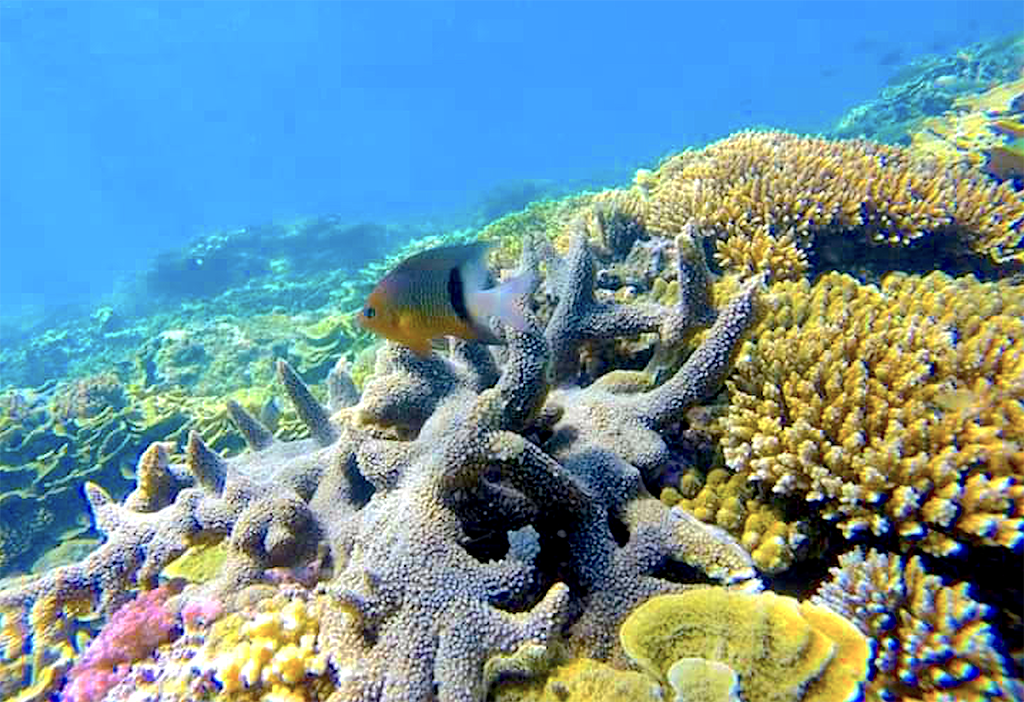 Nơi san hô nảy chồi và rùa biển tái xuất- Ảnh 2.