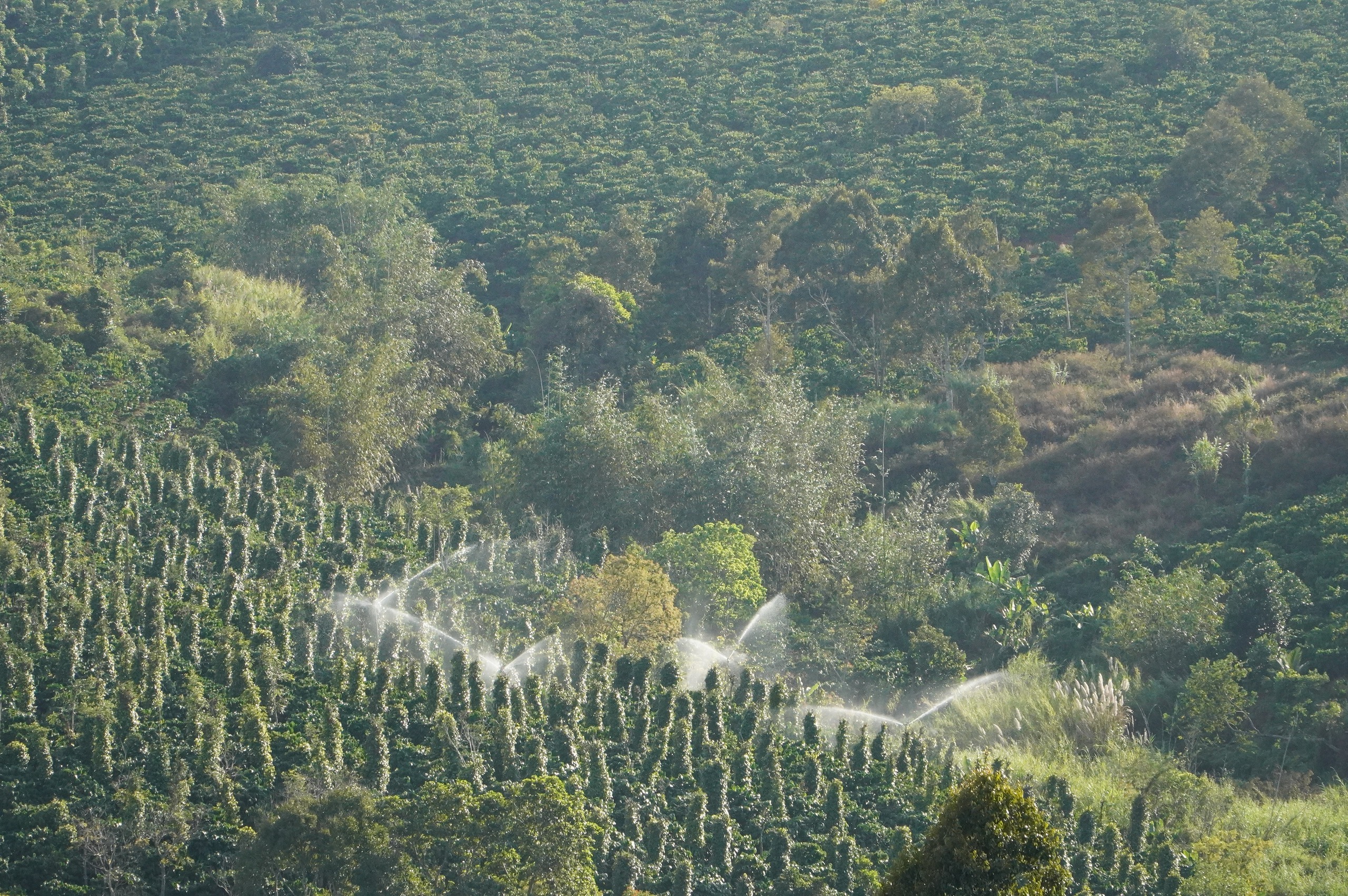 Nông dân Gia Lai hối hả tưới cà phê chạy tết trước mùa khô khắc nghiệt- Ảnh 1.