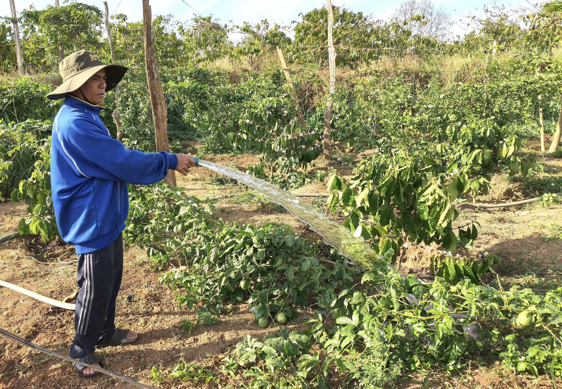 Nông dân Gia Lai hối hả tưới cà phê chạy tết trước mùa khô khắc nghiệt- Ảnh 3.