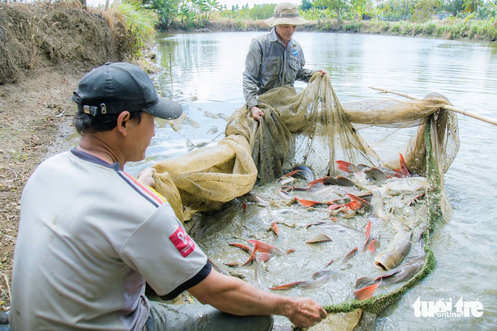 cá lăng - Ảnh 1.