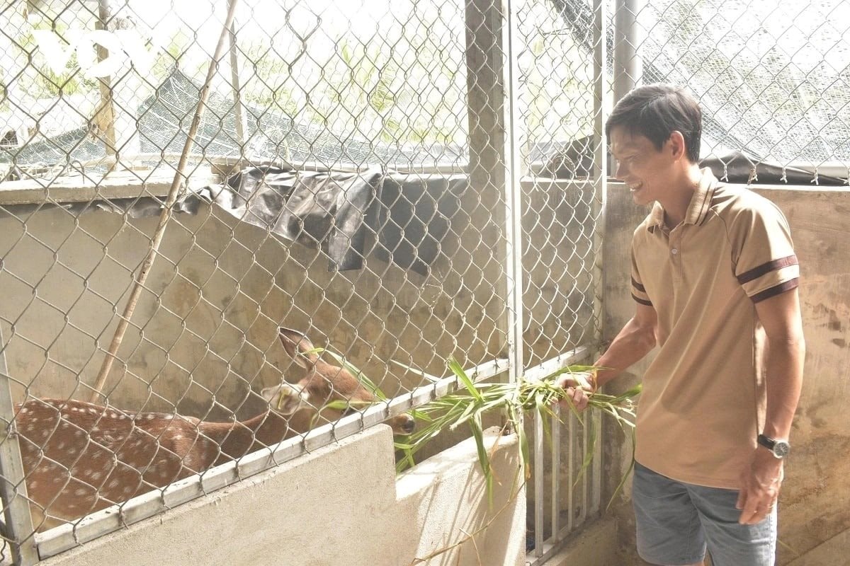 Nuôi loài thú ăn lá mít, cỏ dại mà tạo ra thứ 