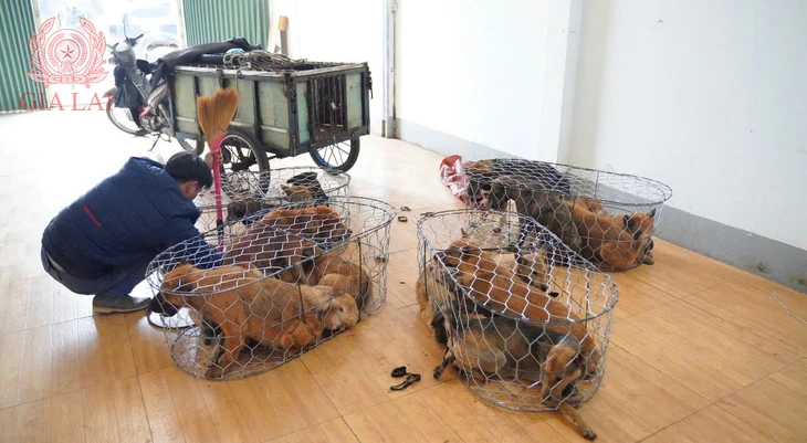 trộm chó - Ảnh 1.