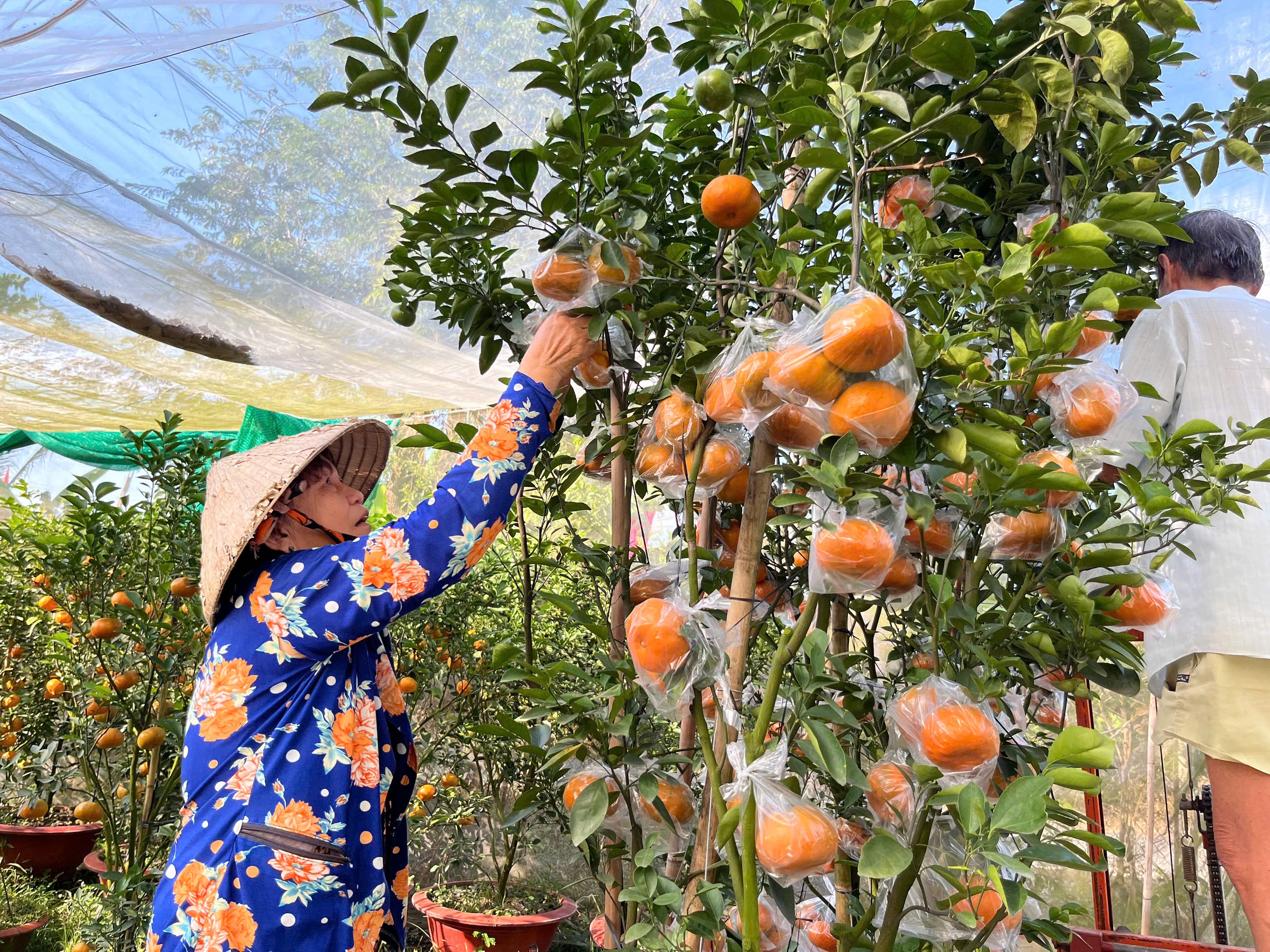 Quýt hồng kiểng Lai Vung Đồng Tháp 'rực rỡ' chờ khách mua- Ảnh 1.