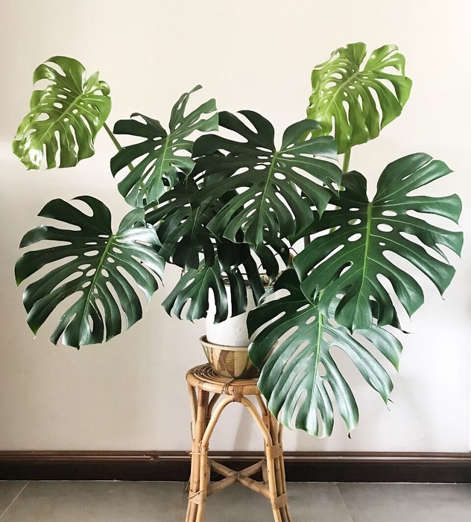 5 loại cây giúp cải thiện tâm trạng, làm bừng sáng không gian sống: Rất nên trồng trong nhà dịp đầu năm- Ảnh 1.