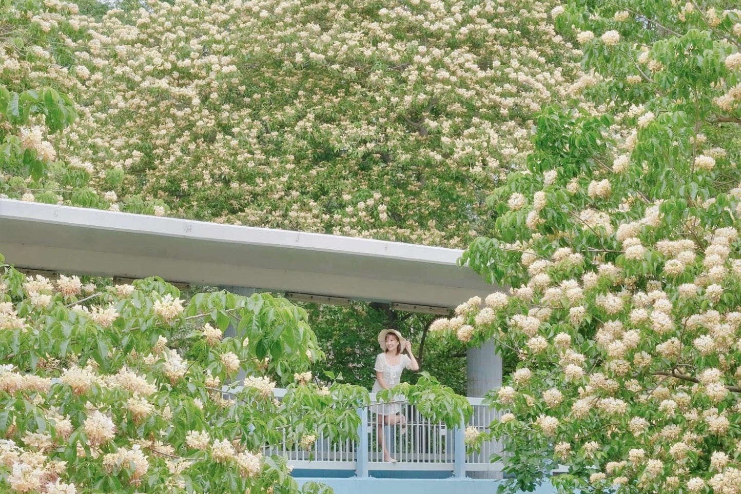 Rong chơi xứ Cảng Thơm trong mùa xuân- Ảnh 1.