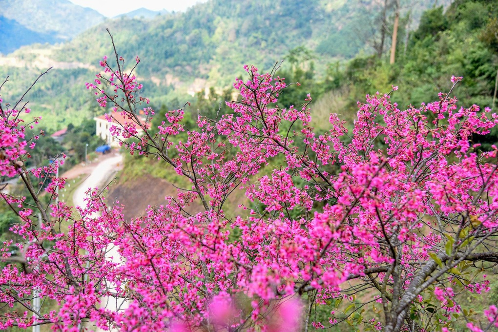 Rực sắc đào nơi biên giới, Lạng Sơn mở hội đón du khách suốt 2 tháng - 1