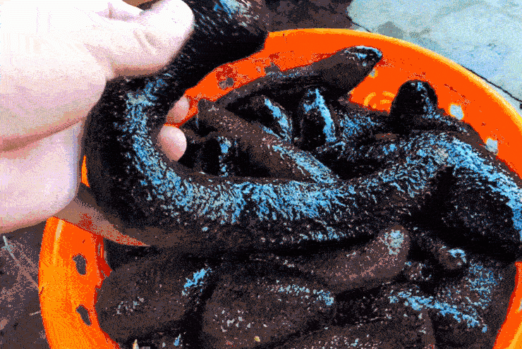 Sản vật 'trời ban' ở Quảng Ninh nhìn kỳ dị, khách từ sợ đến nức nở khen ngon - 1