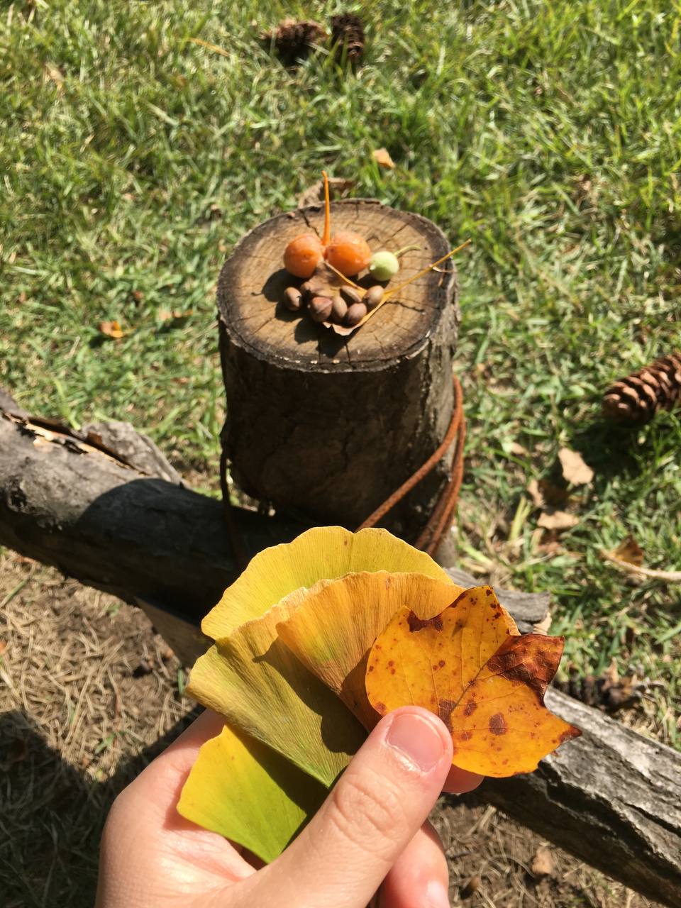 Sang tận Hàn để chụp ảnh cây lá vàng sống ảo, khách Việt ngỡ ngàng vì mùi lạ dưới gốc cây- Ảnh 2.