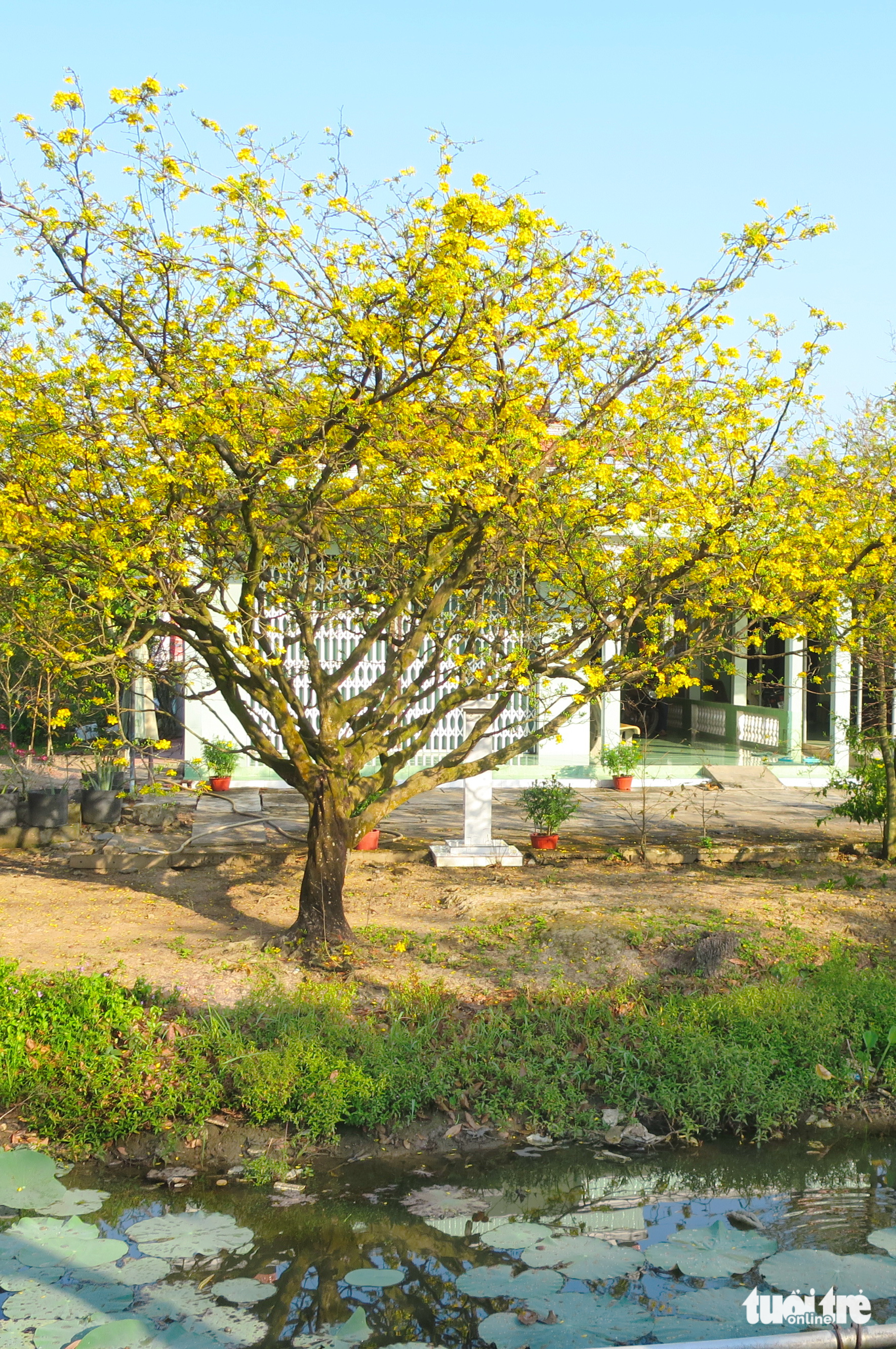 mai mùa cũ - Ảnh 1.