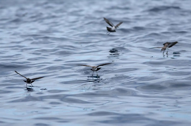 Sau hơn 100 năm bị coi là tuyệt chủng, loài vật này bất ngờ lộ diện qua một quả trứng nhỏ- Ảnh 3.
