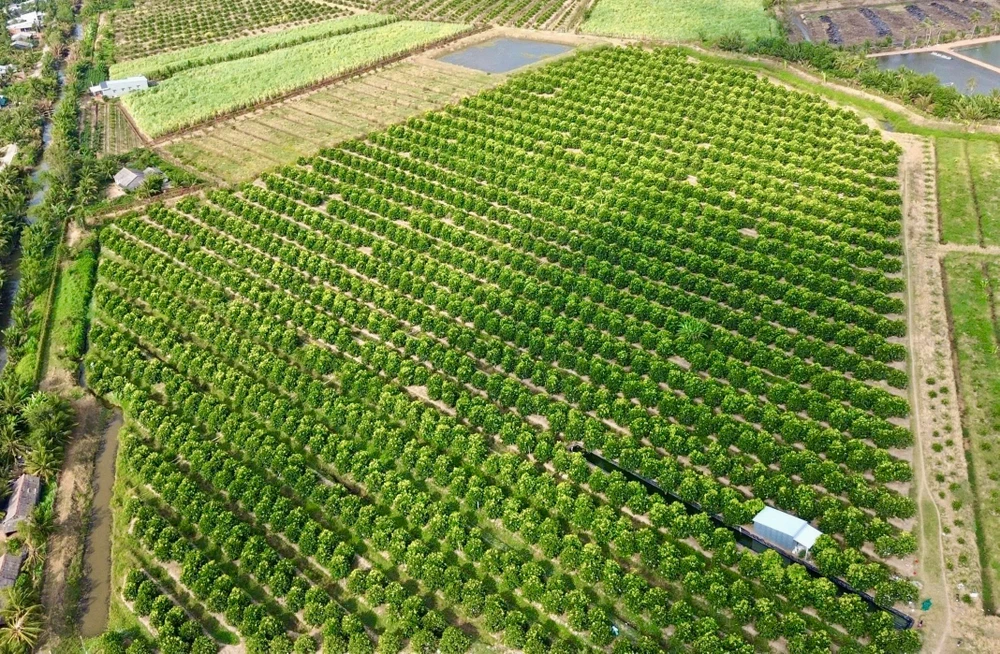 Vườn mận vườn mận hồng Sân Tiên rộng 50 ha tại Cù Lao Dung, TP Cần Thơ cần thơ,nông dân,mận hồng sân tiên,nhãn ido,mận an phước,xâm nhập mặn,truy xuất nguồn gốc