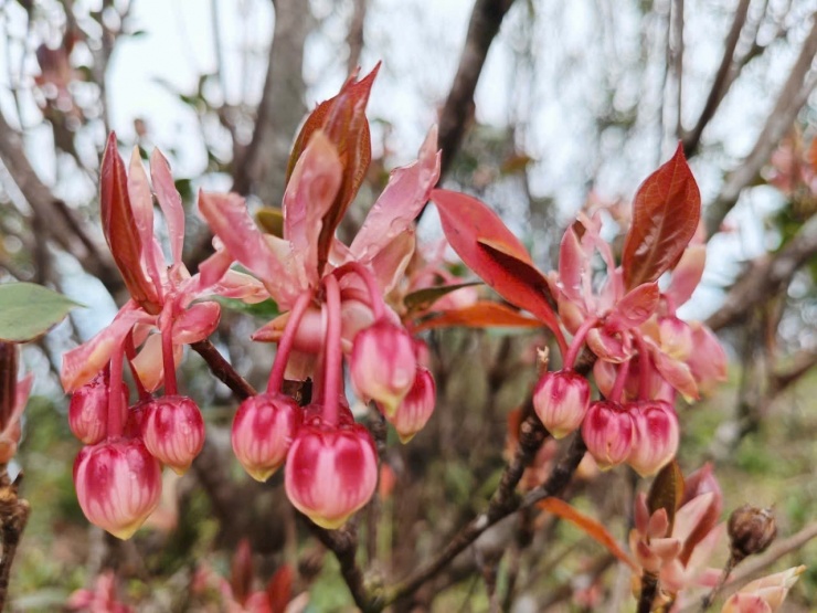 Say đắm sắc hoa mùa xuân giữa đại ngàn Bạch Mã 1 Nổi bật trong mùa này sắc màu của đỗ quyên hoa chuông và đỗ quyên hoa đỏ.