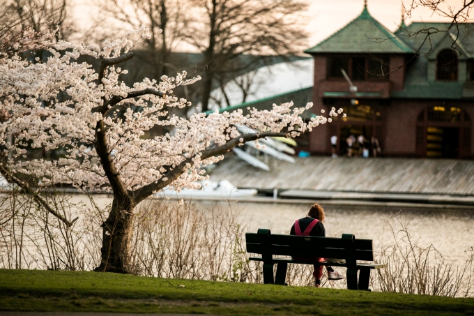 Một góc khuôn viên Đại học Harvard. Ảnh: Harvard University Fanpage.