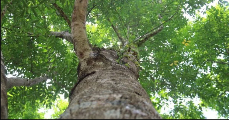 Loại gỗ quý từng được ví 