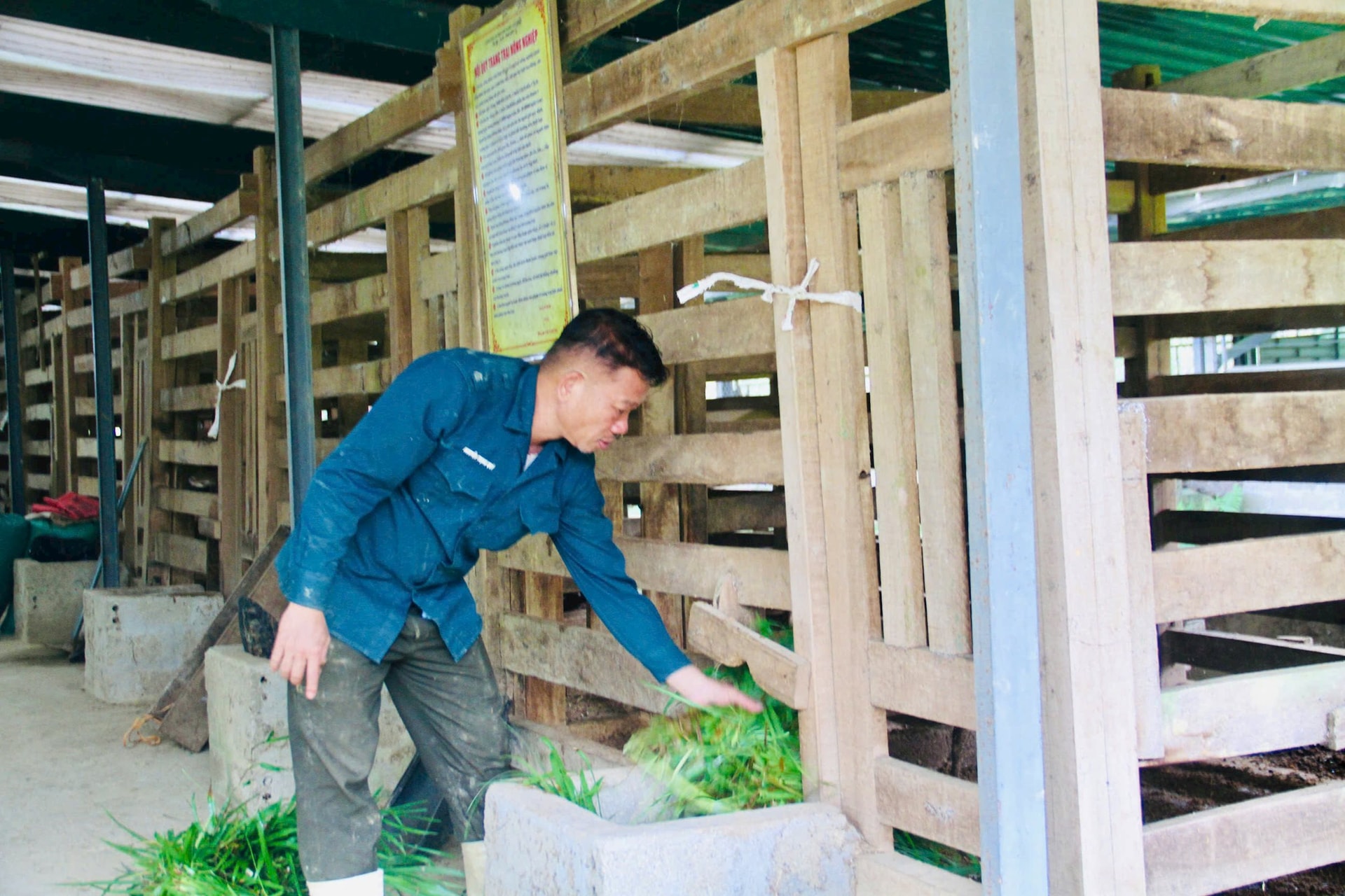 Sau cú trắng tay, chủ trang trại Hà Tĩnh xây 'kho bạc' giữa đồi hoang: Sở hữu 7 vạn gốc 'nhân sâm cho người nghèo' đang chờ bán- Ảnh 1.