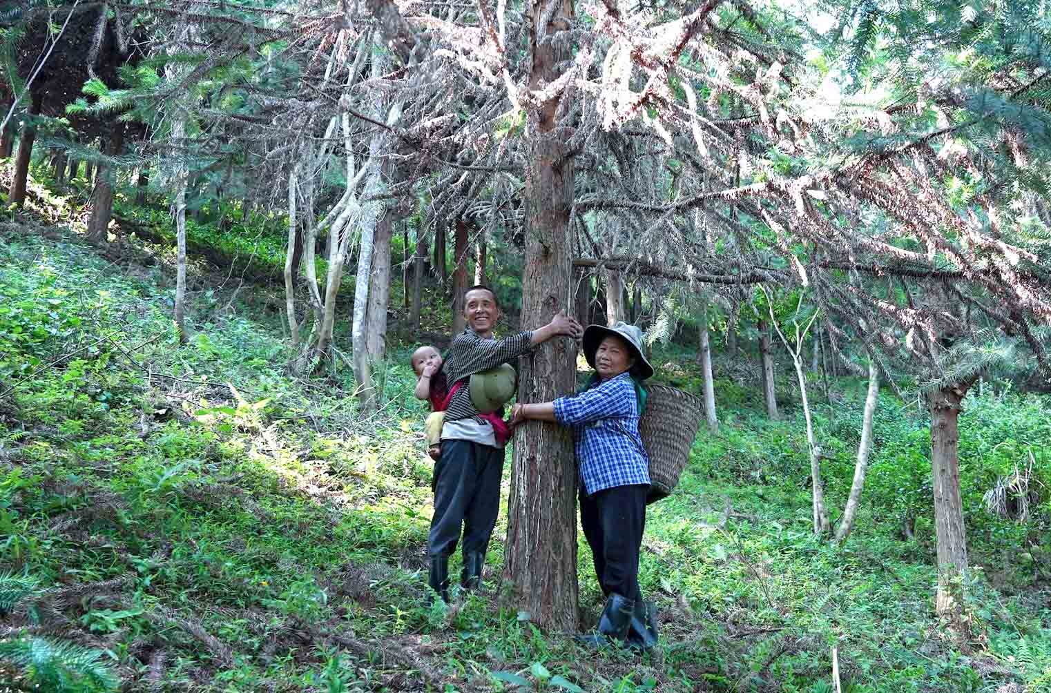 Tái sinh báu vật rừng xanh- Ảnh 1.