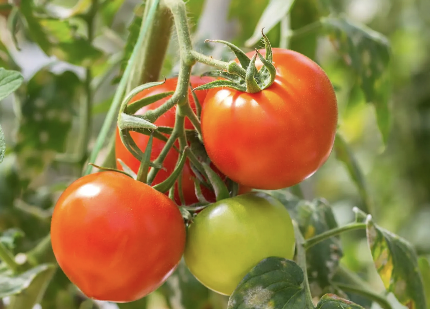 Phát minh của Trung Quốc khiến ngành thực phẩm chấn động: Tạo ra cà chua biến đổi gen, mùi thơm như bắp rang bơ, nhìn không khác gì cây bình thường- Ảnh 1.