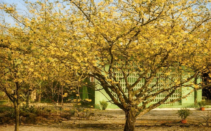 Tất bật trước Tết, thói quen trì hoãn hay do quy luật xã hội? - Ảnh 3.