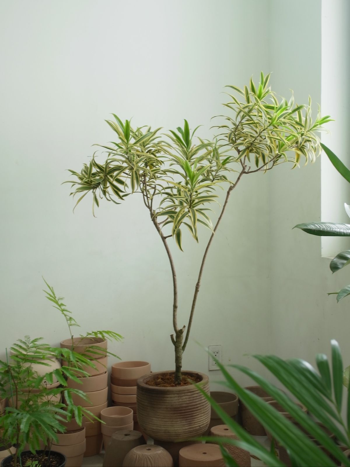 Tết Bính Ngọ bày 5 cây này trong nhà, tài lộc gõ cửa, cầu đâu trúng đó- Ảnh 3.