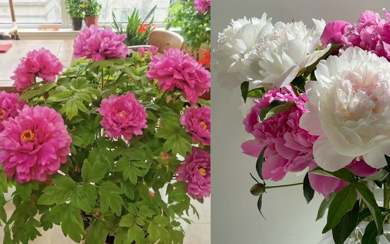 Tết Bính Ngọ bày 5 cây này trong nhà, tài lộc gõ cửa, cầu đâu trúng đó- Ảnh 1.